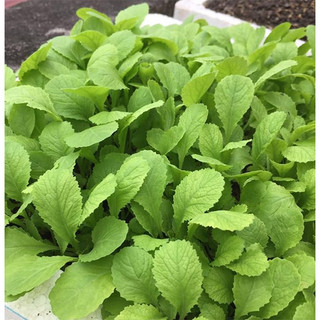 20gram hạt giống cải mơ lùn
