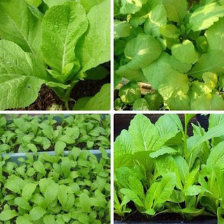 20gram hạt giống cải mơ lùn