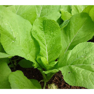20gram hạt giống cải mơ lùn