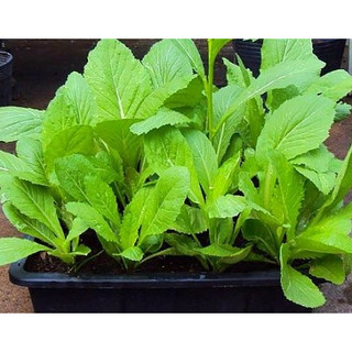 20gram hạt giống cải mơ lùn