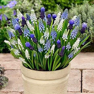 Củ hoa nho lục bình(2củ)