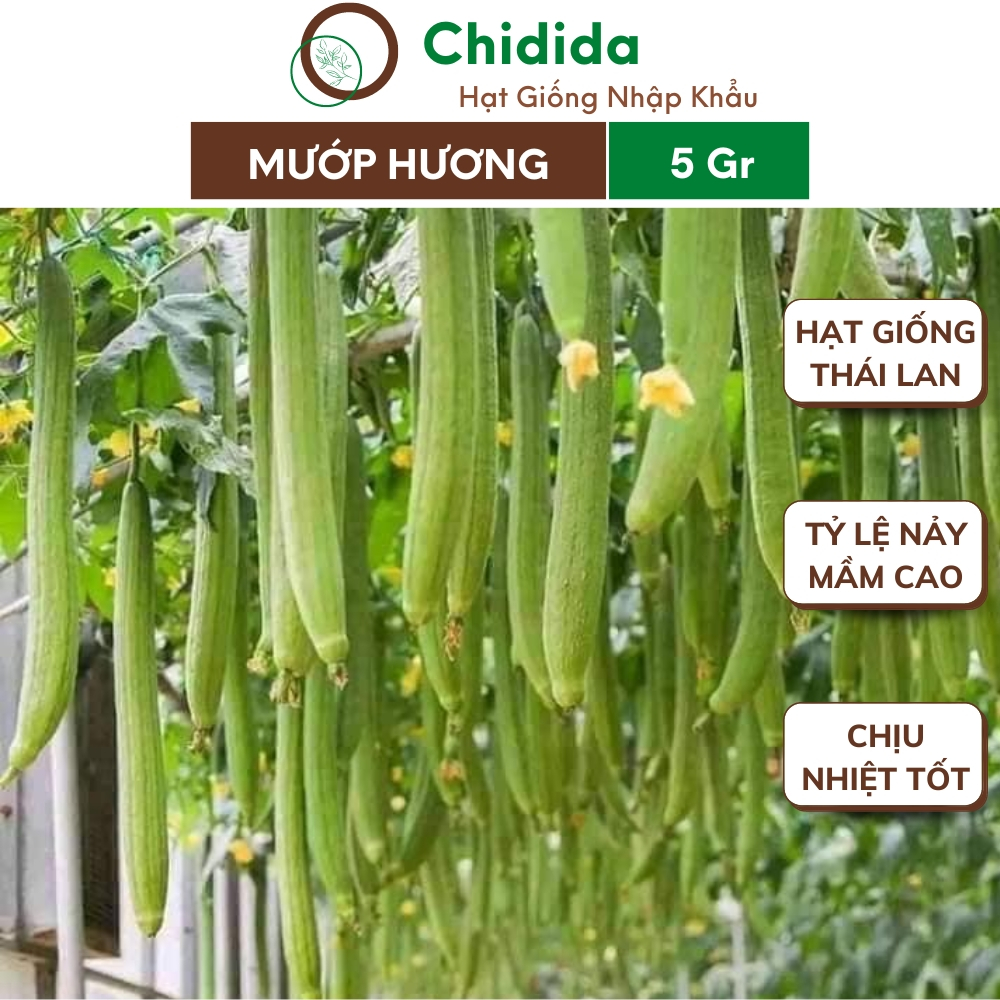 Hạt giống mướp hương Chidida cao sản Thái Lan chịu nhiệt tốt siêu thơm siêu trái gói 5g