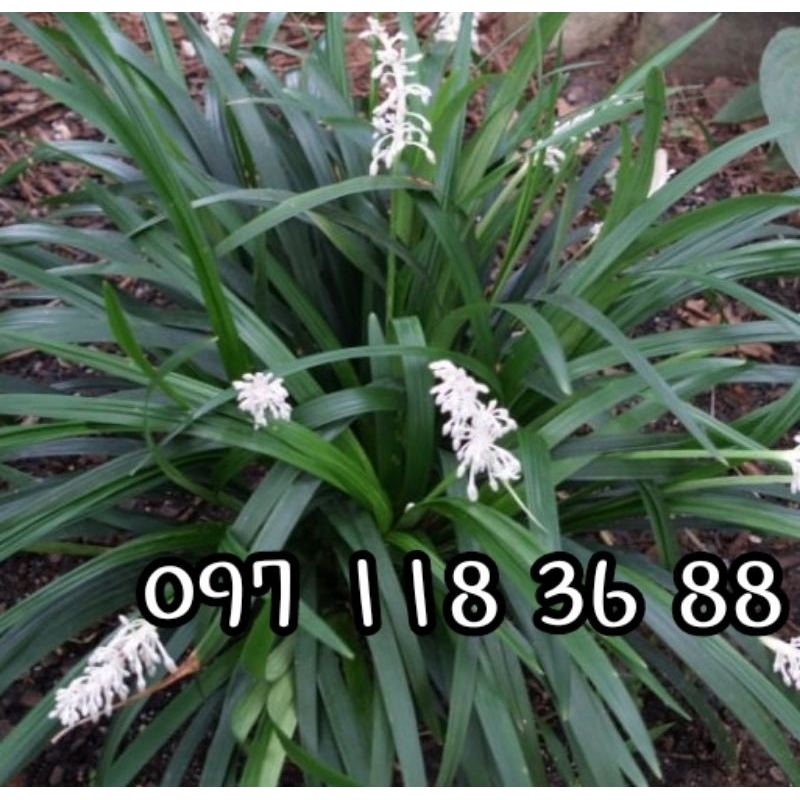 Cây mạch môn giống nhiều công dụng