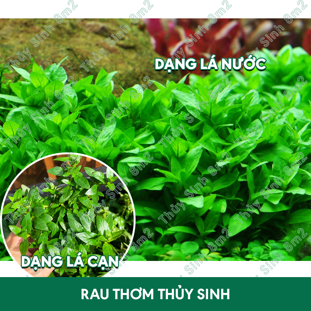 Cây Rau Răm, Cây Rau Thơm Thủy Sinh Tiền Cảnh, Cắt Cắm | 8m2
