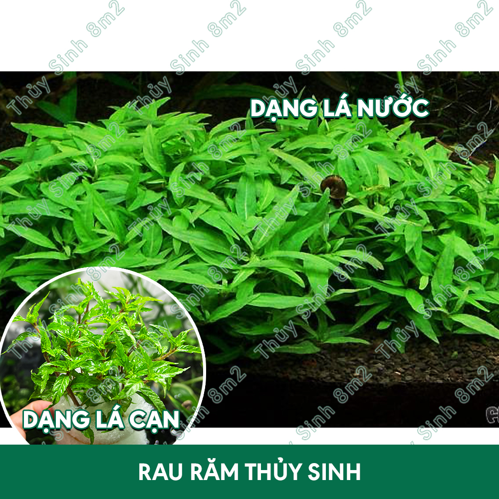 Cây Rau Răm, Cây Rau Thơm Thủy Sinh Tiền Cảnh, Cắt Cắm | 8m2