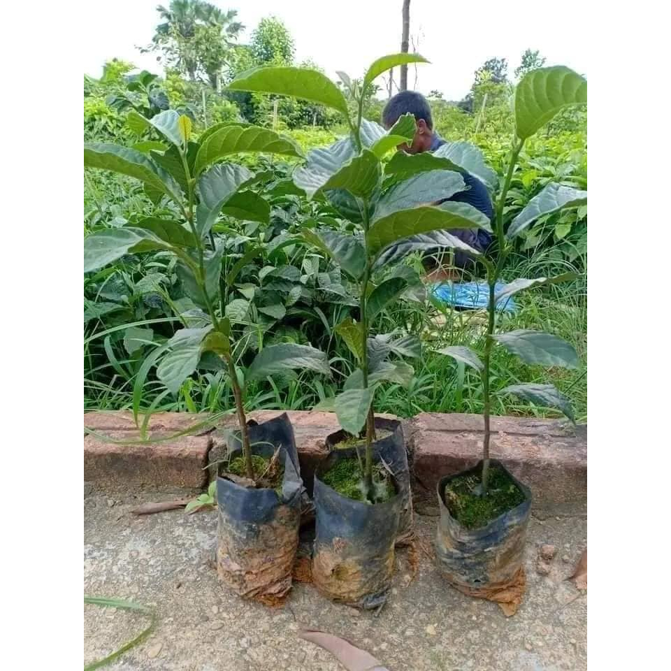 CÂY CHAY GIỐNG  RUỘT ĐỎ +RUỘT VÀNG  mang lại tài lộc may mắn cho gia chủ