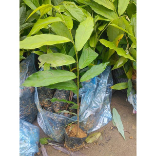 CÂY GIỐNG HOA DẺ THƠM KHẮP XÓM