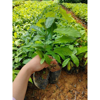 CÂY GIỐNG HOA DẺ THƠM KHẮP XÓM