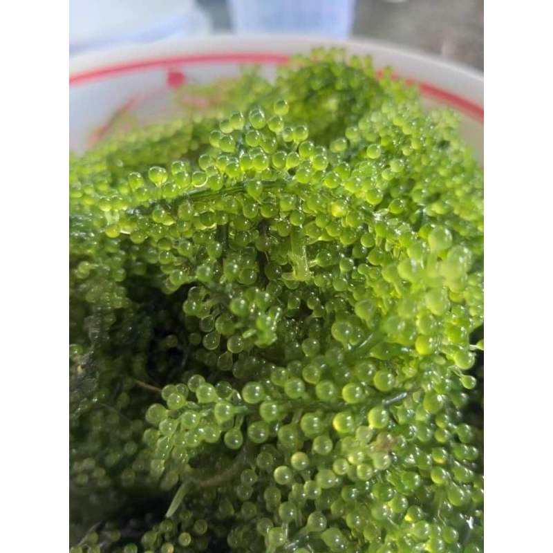 RONG NHO TÁCH NƯỚC 100g - Rong nho tách nước Khánh Hoà 100g nở ra 300g