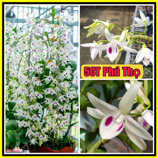 5CT Phú Thọ mắt ngủ bảo lên ki giá hủy diệt tri ân khách hàng