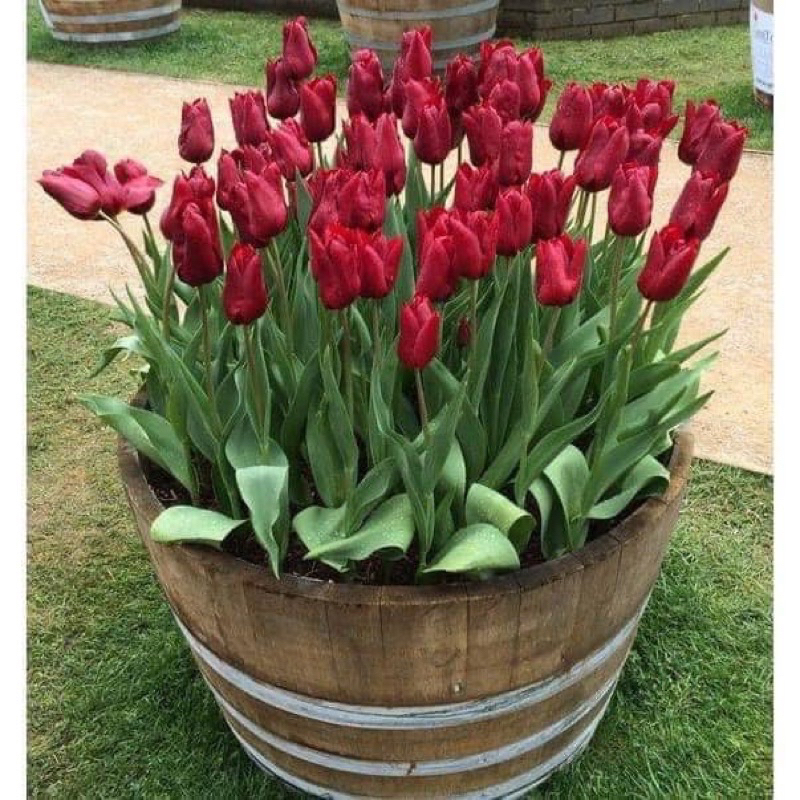 Củ hoa tuy líp kép