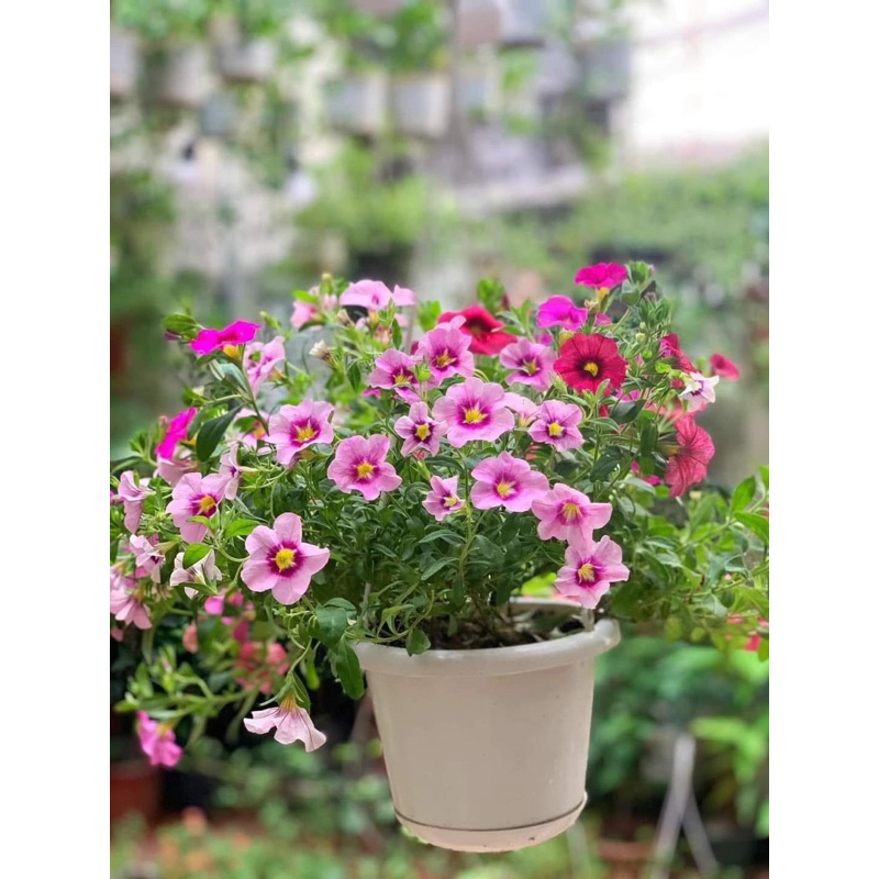 Hạt giống hoa triệu chuông(gói 100hạt)