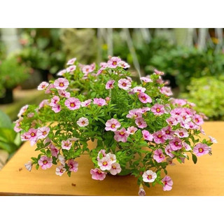 Hạt giống hoa triệu chuông(gói 100hạt)
