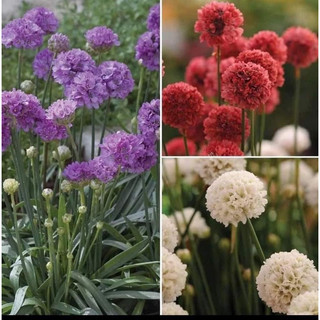 Hạt giống hoa chỉ hành(gói 100hạt)