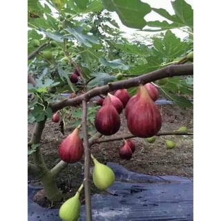 Cây giống sung mỹ(1caay)