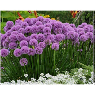 Hạt giống hoa chỉ hành(gói 100hạt)