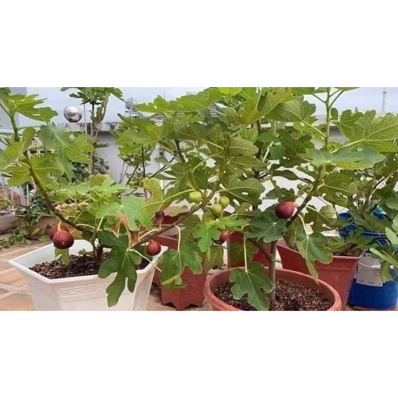 Cây giống sung mỹ