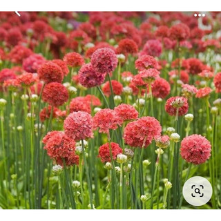 Hạt giống hoa chỉ hành(gói 100hạt)