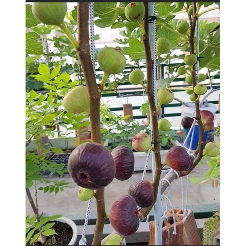 Cây giống sung mỹ