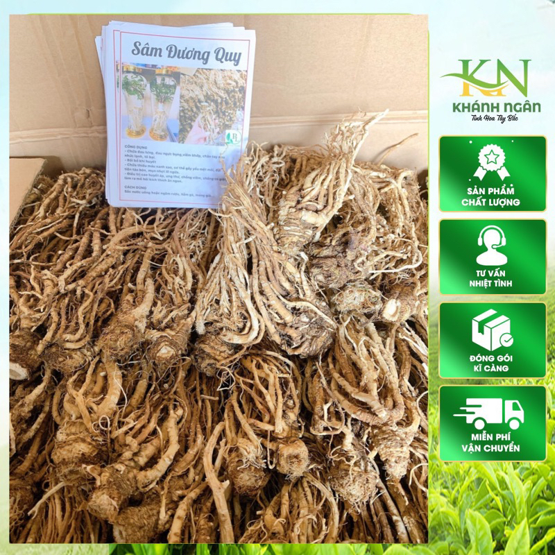 Sâm đương quy khô(Sâm quy sấy khô nguyên củ to ,thơm phức)nấu canh ,hãm trà,ngâm tửu cực chất