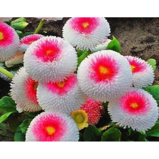 Hạt giống hoa cúc Anh