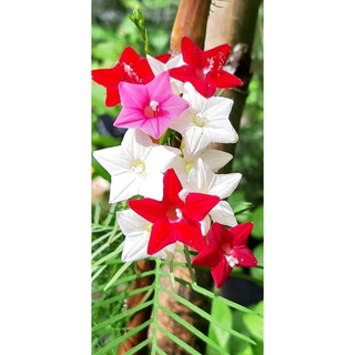 Hạt hoa tóc tiên