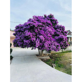 Cây giống hoa bằng lăng (1bầu cây cao 30cm)