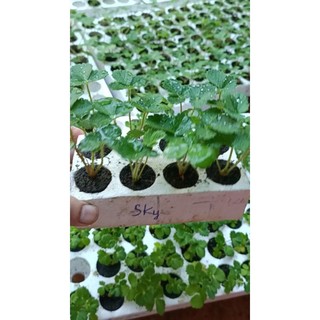 Combo 10 cây mô vỉ dâu🍓NHẬT SKY