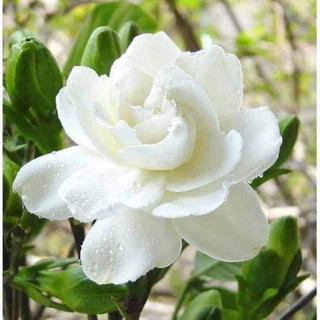 Cây giống bạch thiên hương