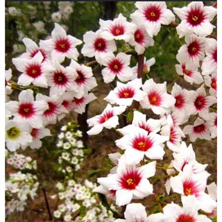 Cây giống hoa Đế Vương