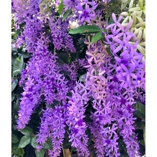 Mai xanh Thái, cây giống cao 70cm