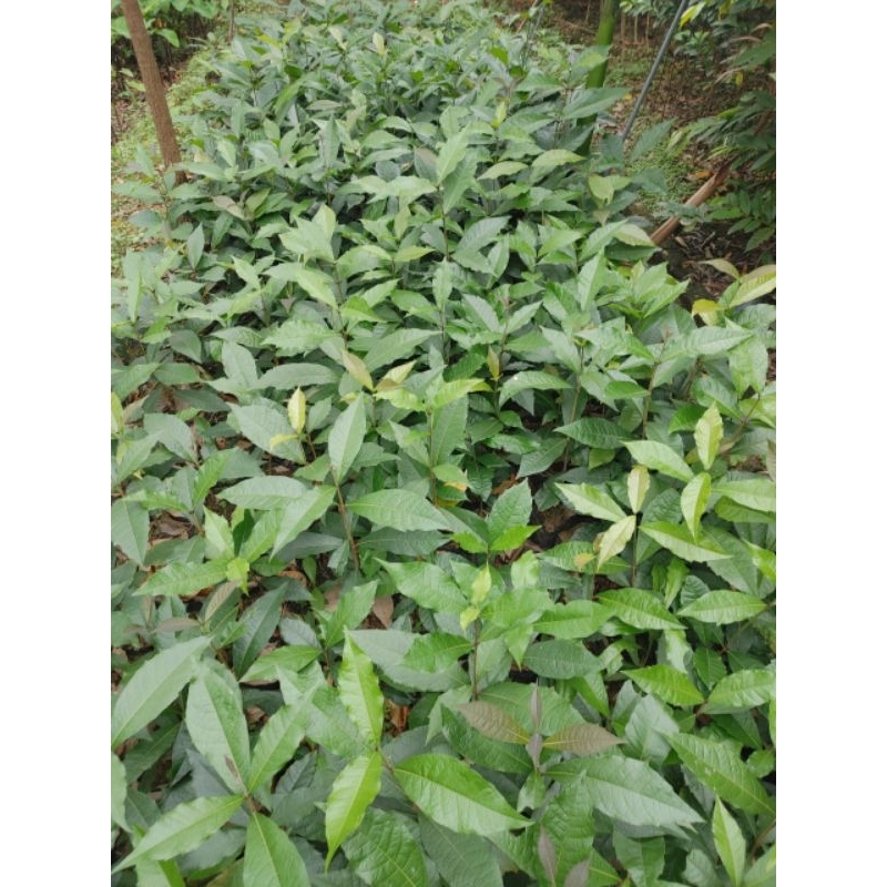 Mai xanh Thái, cây giống cao 70_ 80cm