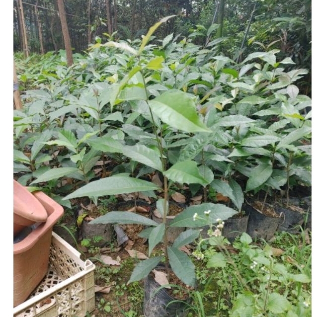 Mai xanh Thái, cây giống cao 70_ 80cm