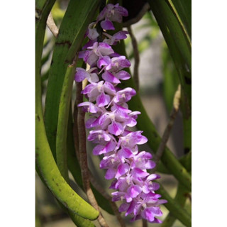 Combo 3 cây lan rừng Sóc Thơm (hoa rất thơm)