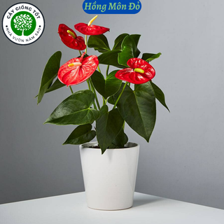 Cây hoa môn đỏ, cây hồng môn đỏ , sẵn hoa đỏ rực, mang lại may mắn, lá trái tim , cao 20-30cm
