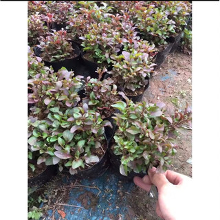 giống diệu đỏ - dệu đỏ-xoong nhật
