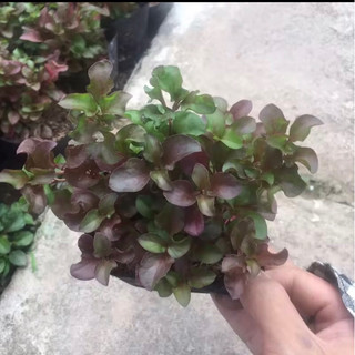 giống diệu đỏ - dệu đỏ-xoong nhật