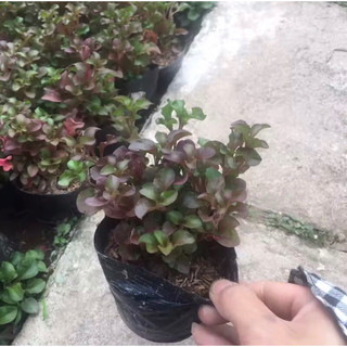 giống diệu đỏ - dệu đỏ-xoong nhật