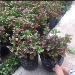 Cây diệu đỏ - dệu đỏ-xoong nhật
