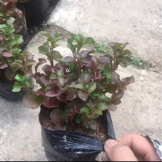 giống diệu đỏ - dệu đỏ-xoong nhật