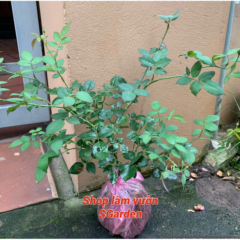 Cây hoa hồng cổ sapa, cây nguyên bản cao khoảng 30-40 cm