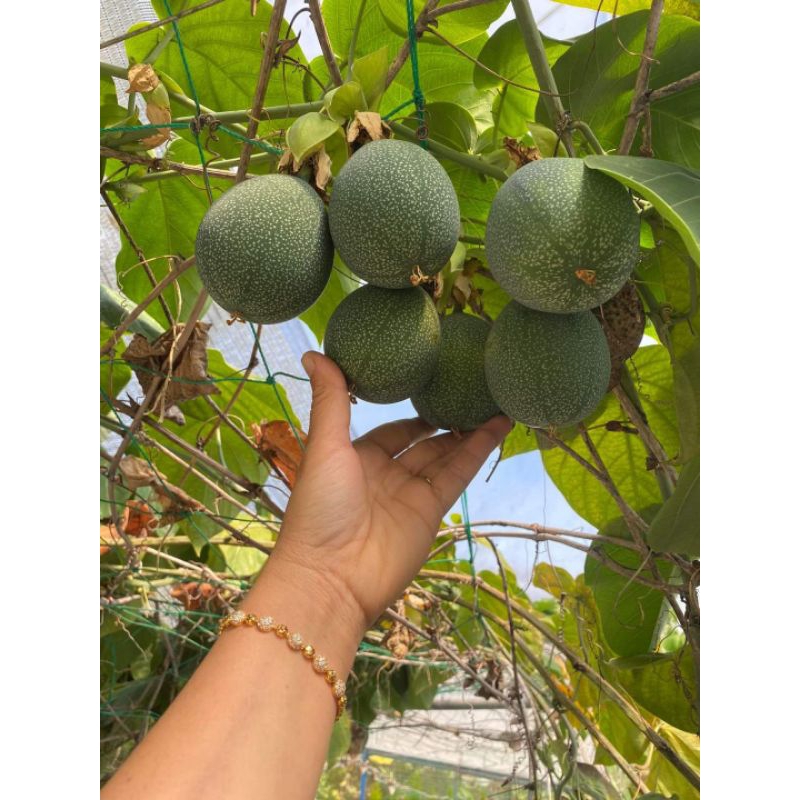 Hạt giống chanh dây ngọt nam phi 5hạt