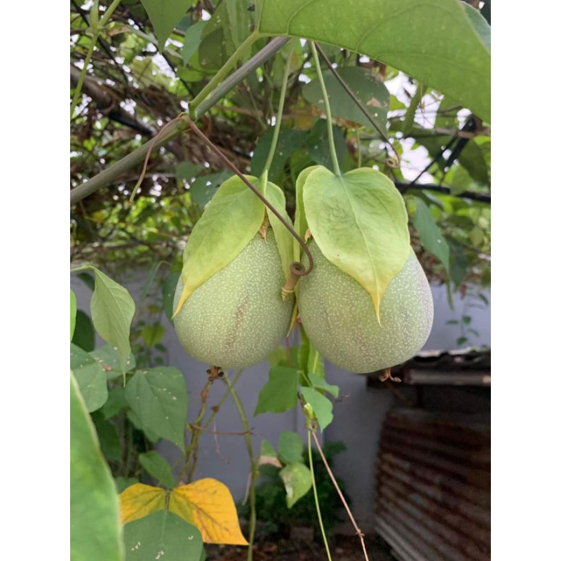 Hạt giống chanh dây ngọt nam phi 5hạt