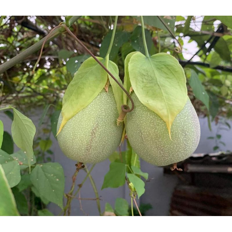 Hạt giống chanh dây ngọt nam phi 5hạt