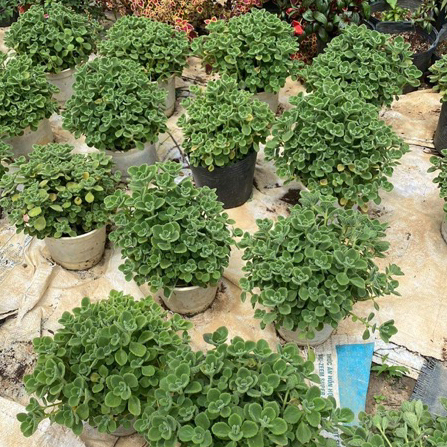 Sen thơm  chậu sứ