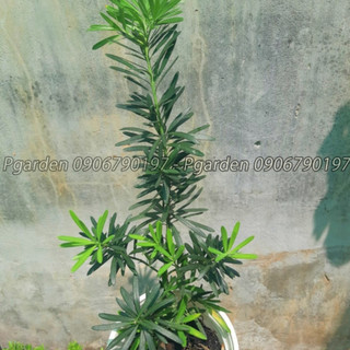 Tùng la hán cao 30cm