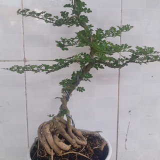 Cần thăng bonsai