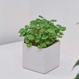 Cỏ đồng tiền (Rau má Thái)