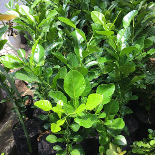 Cây chanh chúc giống