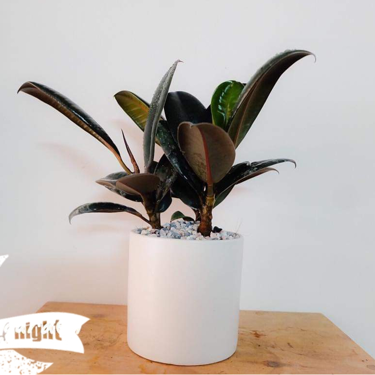 Cây đa búp đỏ MIX CHẬU để bàn